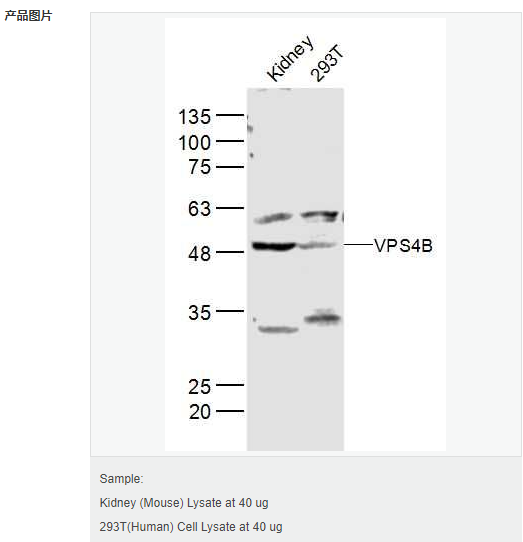 60583d9b14574.png image.png