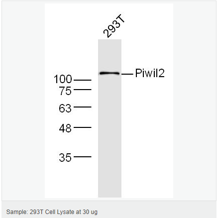60619933d06a1.png image.png