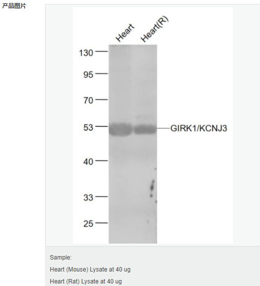 6063cae53bf1e.png image.png